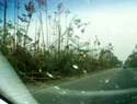 Wind damage from hurricane Katrina