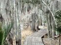 Free New Orleans swamp tour