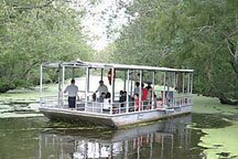 Cajun Pride Manchac Louisiana swamp tour