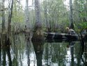 New Orleans Swamp Tours